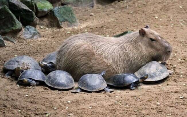 Uma capivara rodeada por tartaruguinhas.