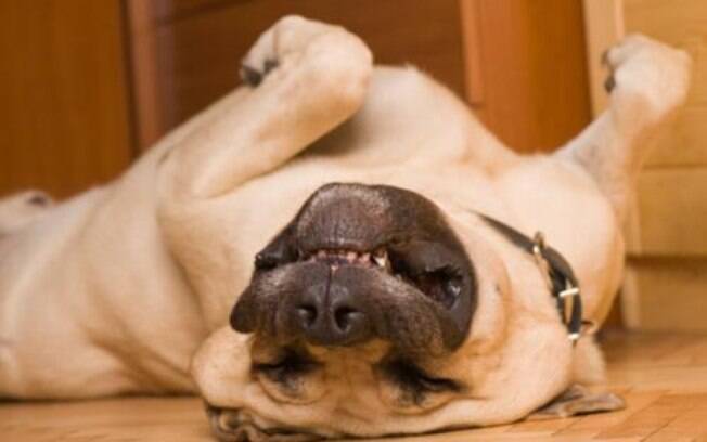 Cachorro dormindo