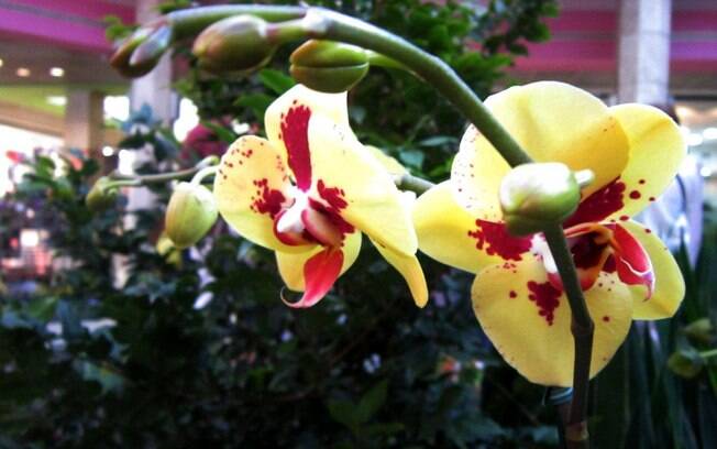 Orquídea da espécie Phalaenopsis
