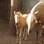 Justin e Bianca são os cavalos de Miriam Carolina Santos e José Carlos de Oliveira. Os dois são muito carinhosos. Foto: Arquivo pessoal