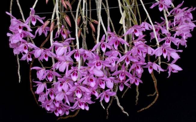 Orquidea da espécie Dendrobium anosmum, uma das variações mais belas da espécie