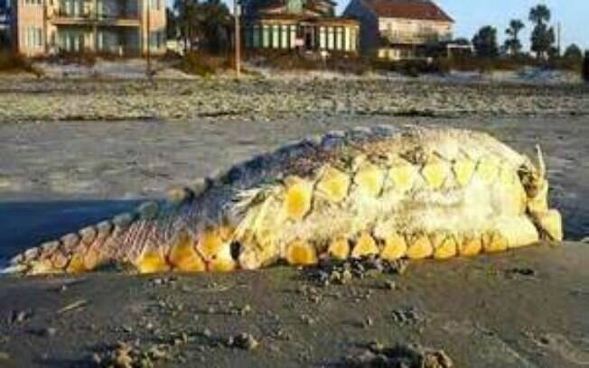 Animal encontrado na Carolina do Sul (EUA) e que também não está catalogo entre as espécies conhecidas