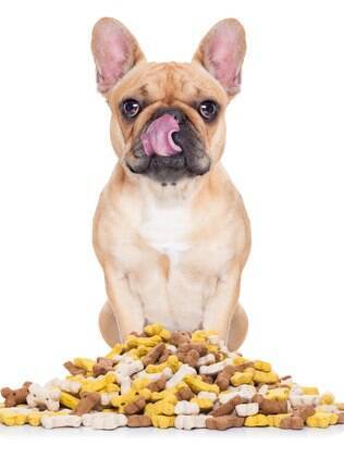 É preciso ter cuidado na quantidade e qualidade de petiscos que se dá para o cachorro