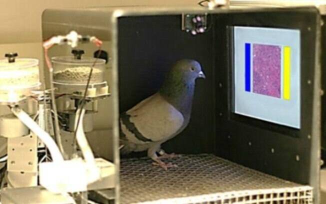 Pombos podem ser treinados para detectar doenças como câncer de mama por meio de imagens