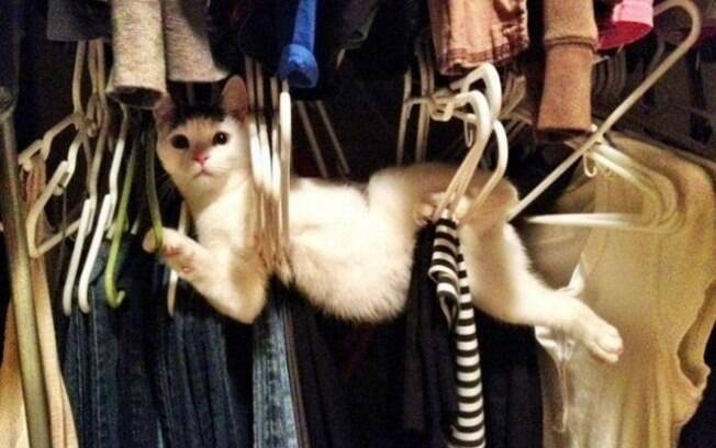 Um gato muito louco deitado no meio dos cabides.