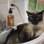 E a pose aristocrática da gata Betina em pleno lavatório? O clique esperto foi feito pelas donas Valéria e Carolina Carraro . Foto: Arquivo pessoal
