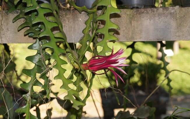 O cacto-sianinha (Selenicereus anthonyanus), vindo do México, floresce a noite e tem flores muito perfumadas