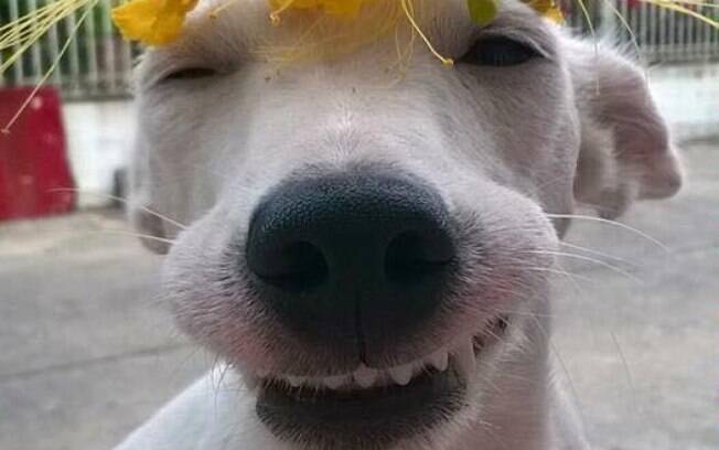 Cachorro fotogênico.