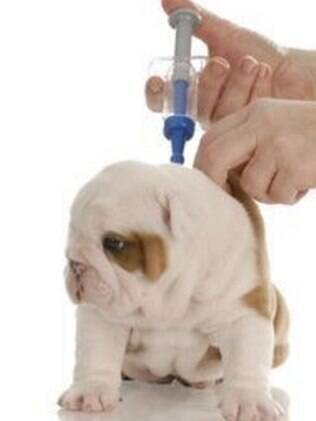 A aplicao de vacinas para cachorro so recomendadas na fase filhote do animal 