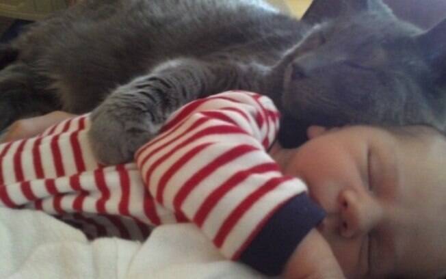 Gatos que gostam de dormir em cima das pessoas