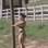 Viviane Araújo tem mesmo o melhor bumbum? Vote!. Foto: Reprodução