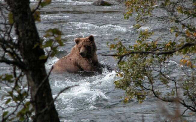 Parque Nacional Katmai, EUA: lar de cerca de 2.200 ursos marrons, a reserva foi criada em 1918 para facilitar a preservação dos animais Parque Nacional Katmai, EUA: lar de cerca de 2.200 ursos marrons, a reserva foi criada em 1918 para facilitar a preservação dos animais