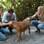 Giovanna Ewbank e Bruno Gagliasso mostram seus cachorros para o Estrelas, da Angélica. Foto: Divulgação/TV Globo