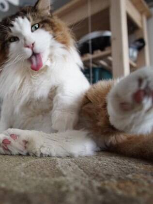 O maior gato de Nova York pode ser também o maior gato do mundo