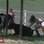 Vaca batizada de Preta pelos participantes dá trabalho para voltar à baia. Foto: Reprodução