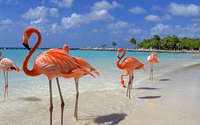 Aruba é considerada a ilha mais ensolarada do Caribe Aruba é considerada a ilha mais ensolarada do Caribe
