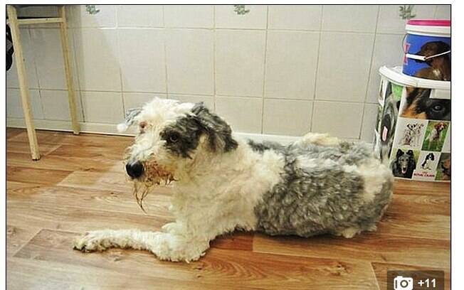 O animal abandonado ficou irreconhecível depois do trabalho de tosa e limpeza
