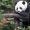 Panda com gravidez psicológica, EUA: veterinários de um zoo descobriram o problema quando Mei Xiang, entre outras coisas, passou a construir ninho. Foto: Reprodução/Youtube
