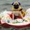 Esse pug não estava muito à vontade no mar da praia de Takeno (Tóquio), aberta para cães (28/07/12). Foto: Getty Images