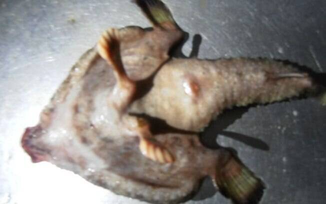 A criatura bizarra foi encontrada no mar do Caribe
