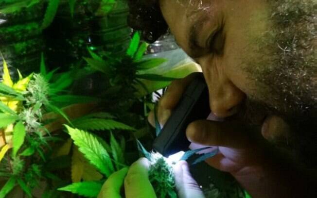 Como em vinhedo, membros do clube analisam nutriantes e variações de cada flor de maconha