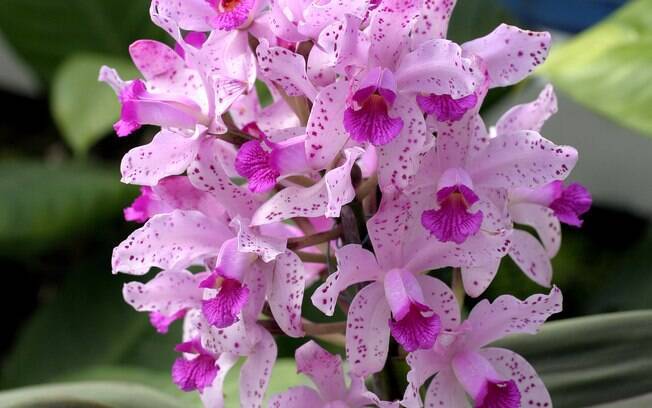 Na leitura popular, a orquídea significa beleza e luxúria e perfeição