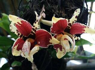A espécie de orquídea Stanhopea tigrina é uma das prediletas de Tanabe Tsutomu