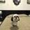 Os cachorros “bem nascidos” de Nova York vão poder desfrutar agora de todo o conforto de um hotel de luxo . Foto: Divulgação