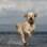 Já esse cachorro parece flutuar sobre a água . Foto: Paws Pet Photography/Paul Walker