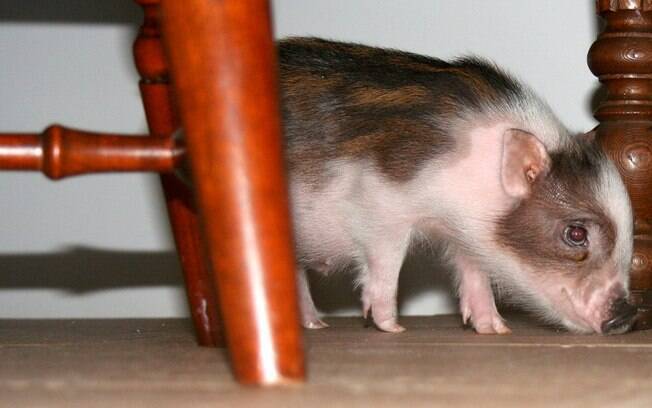 Mini pig ficam como peso de um cão de médio porte