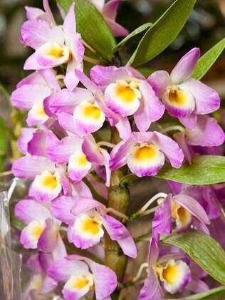 Orquídea Catleia é mais resistente no outono