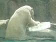 Urso polar brinca com bloco de gelo para se refrescar nos EUA