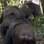 Chimpanzés 'guerreiros', Uganda: estudos sugerem que os chipanzés atacam seus vizinhos para ganhar mais território e parceiras. Foto: Reprodução/Youtube