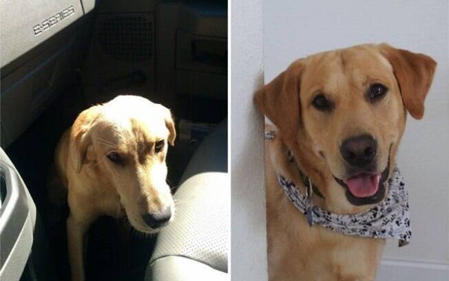 Esse cachorro estava bem triste antes de ser adotado.