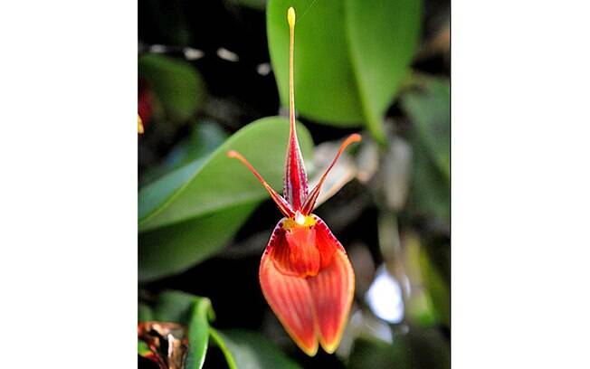 Orquídea da espécie Retrepia cuprea