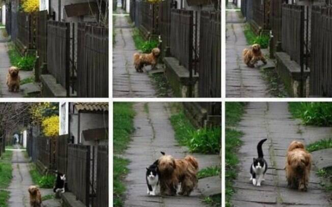 Cão e gato, EUA: diariamente, um cãozinho passa por uma casa onde mora uma gatinha. Os dois se 'cumprimentam' e saem para passear juntos. Foto: Reprodução/Facebook