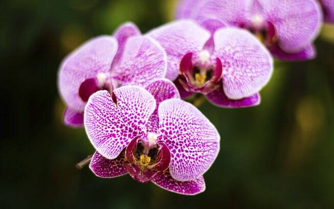 A orquídea Phalaenopsis floresce, em geral, no início da primavera