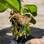 Com cuidado, retire a orquídea do vaso. Preste atenção para não deixar o substrato cair e a planta ficar com suas raízes expostas. Foto: Edu Cesar/Fotoarena