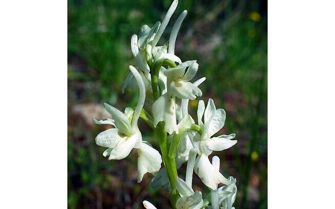 Originada na Argélia, a orquídea Orchis laeta é outro destaque da exposição do orquidário Morumby