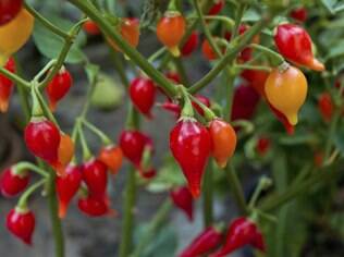 A pimenta biquinho%2C vermelha e arredondada, tem um gosto suave e é cultivada em Minas Gerais