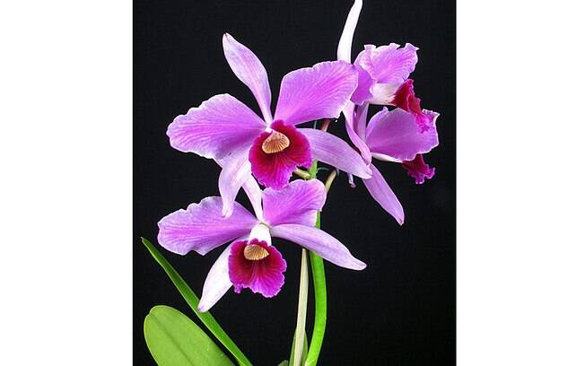 Orquídea da espécie Laelia purpurata (variedade estriata-escura)