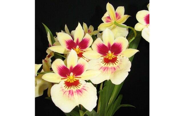 A espécie Miltoniopsis é conhecida como a orquídea ‘amor-perfeito’ e tem origem no Brasil. Com flores perfumadas, a espécie gosta de luz difusa e regas frequentes 