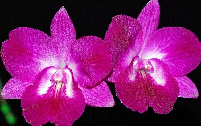 Orquídea da espécie Cattleytonia Capri Lea