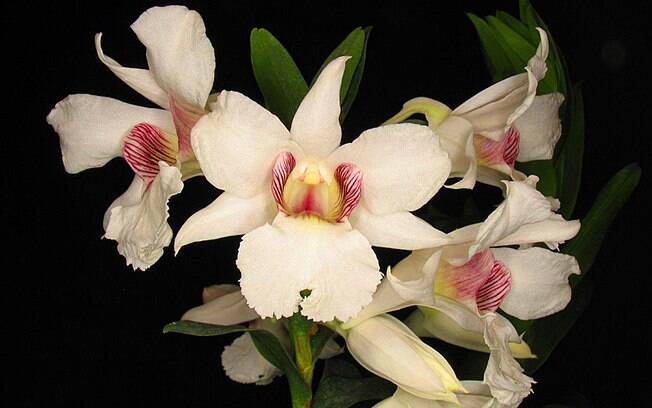 Orquídea da espécie Dendrobium sanderae