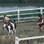 Simone Sampaio, Penélope Nova e Shayene Cesário sofrem com a vaca Mimosa. Foto: Reprodução
