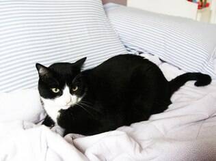 Bichos podem ir para a cama, desde que sejam tomados todos os cuidados recomendados pelo veterinário