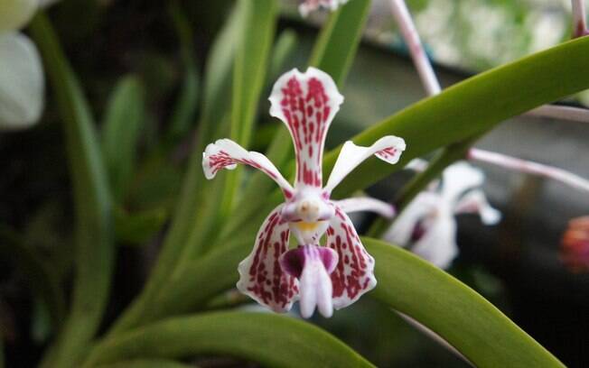 Orquídea da espécie Vanda