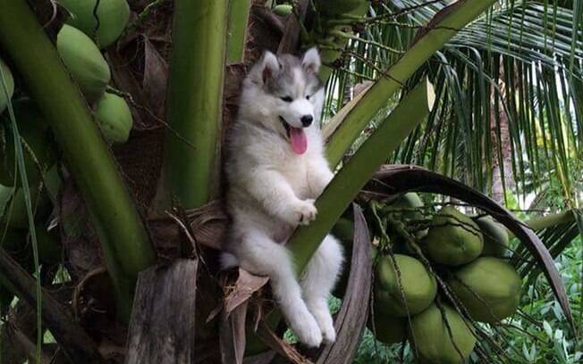 Husky preso em coqueiro