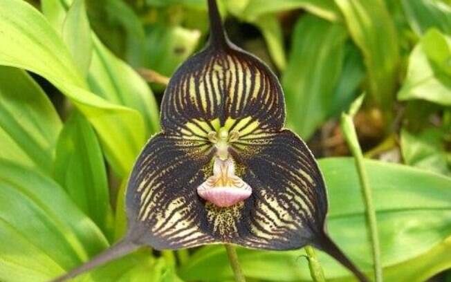 A orquídea Dracula vampira tem sépalas que lembram dentes caninos alongados
