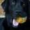 Athos é um labrador retriever de 4 anos adotado por Julia Josias da Silva, que nem liga para a bagunça que seu pet faz. Foto: Arquivo pessoal